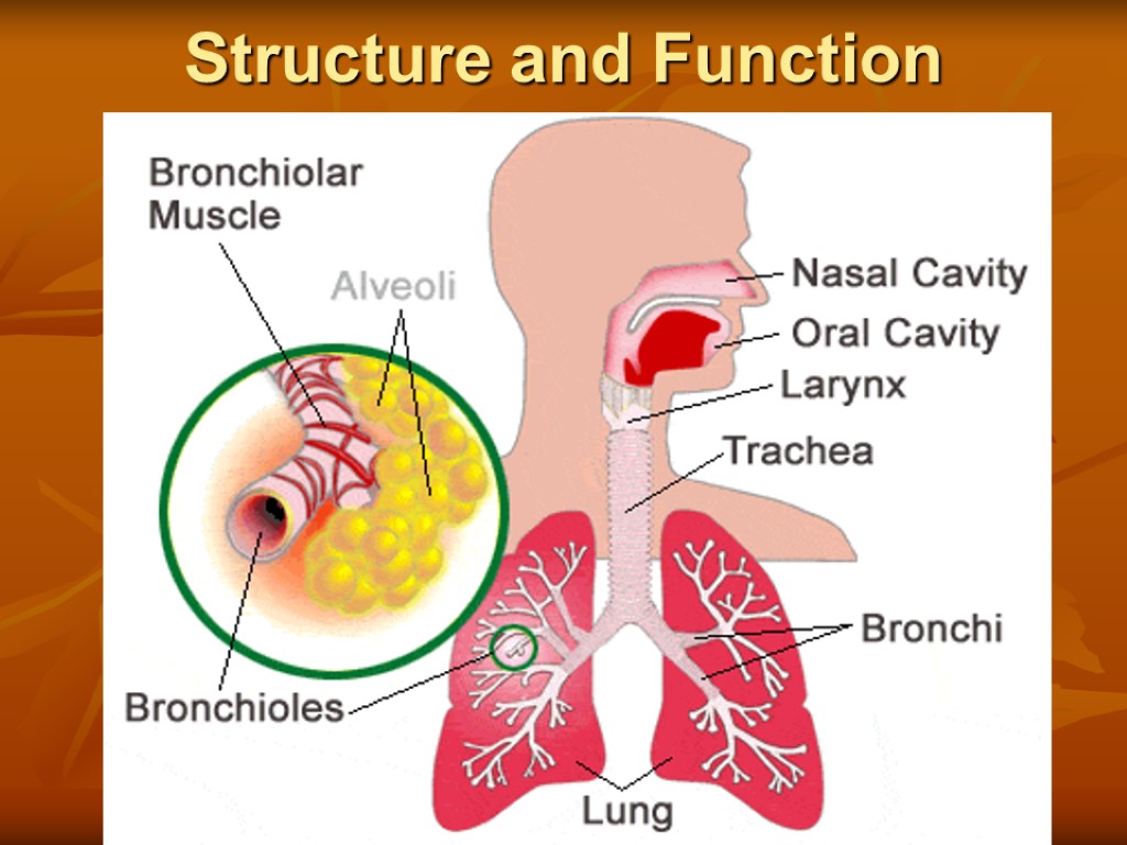 Structure and Function